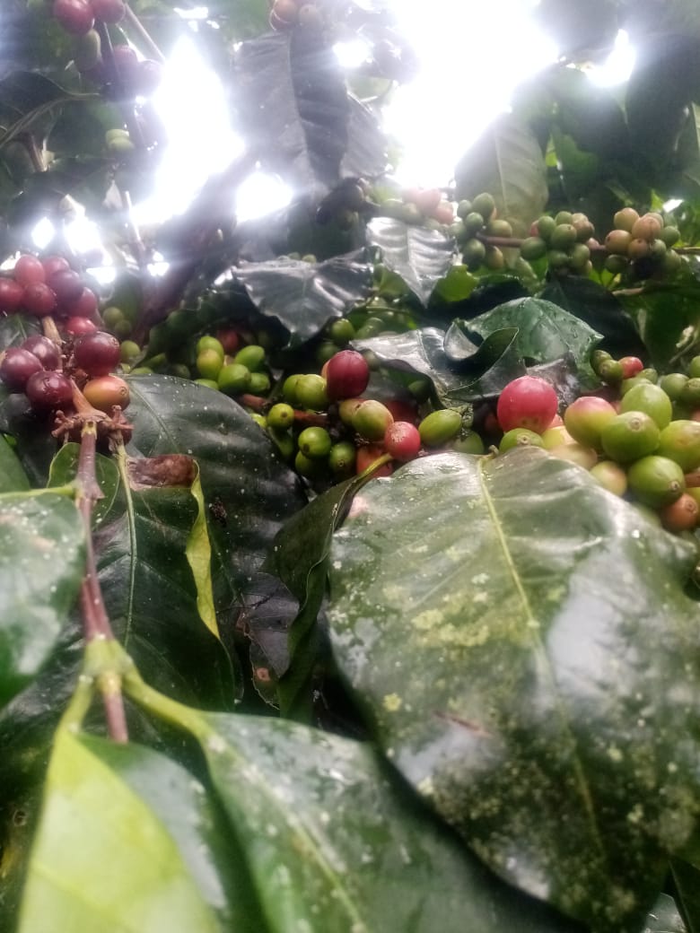 Cerezas de café con maduración muy despareja: frutos rojos maduros mezclados con muchos frutos verdes, hojas mojadas por la lluvia